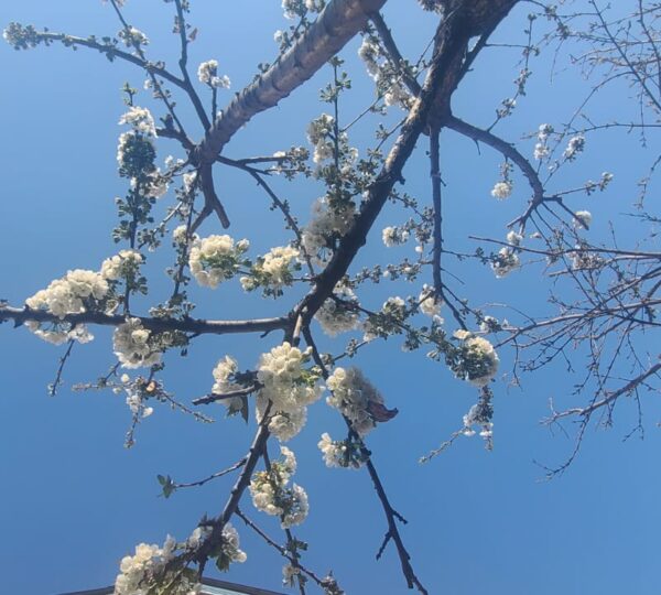 Spring Blossom